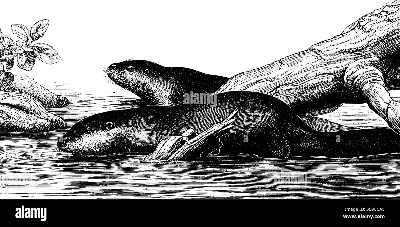 Illustration gravée d'ornithorynque et scène de rivière pour des projets de conception de la nature. Illustration de Vecteur