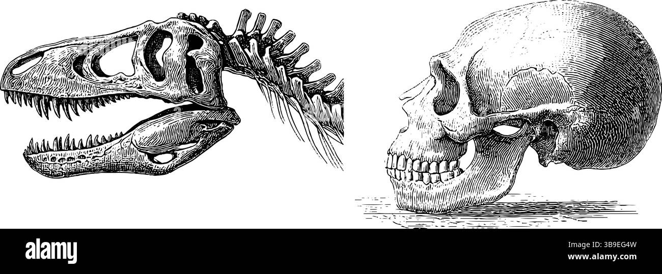 Ensemble d'illustrations gravées représentant un squelette de dinosaure et un crâne humain. Illustration de Vecteur