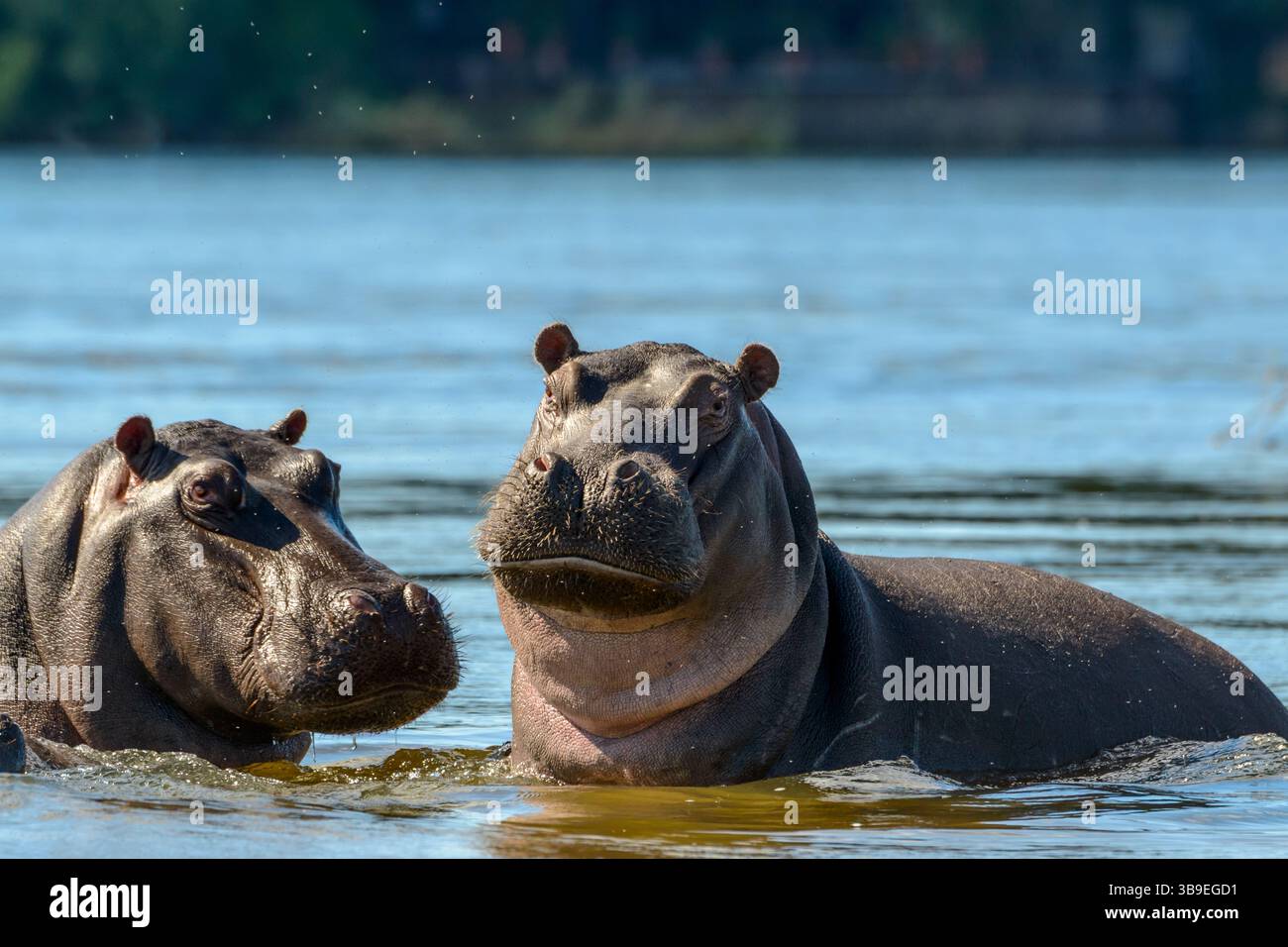 Hippopotame commun ou hippopotame (Hippopotamus amphibius). Victoria Falls. Zambie Banque D'Images