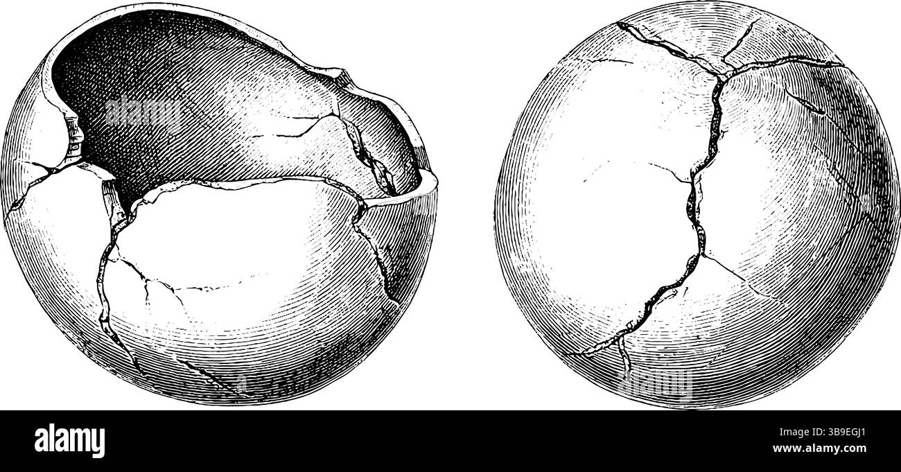 Illustration gravée d'oeufs de dinosaure fissurés pour la conception éducative. Illustration de Vecteur