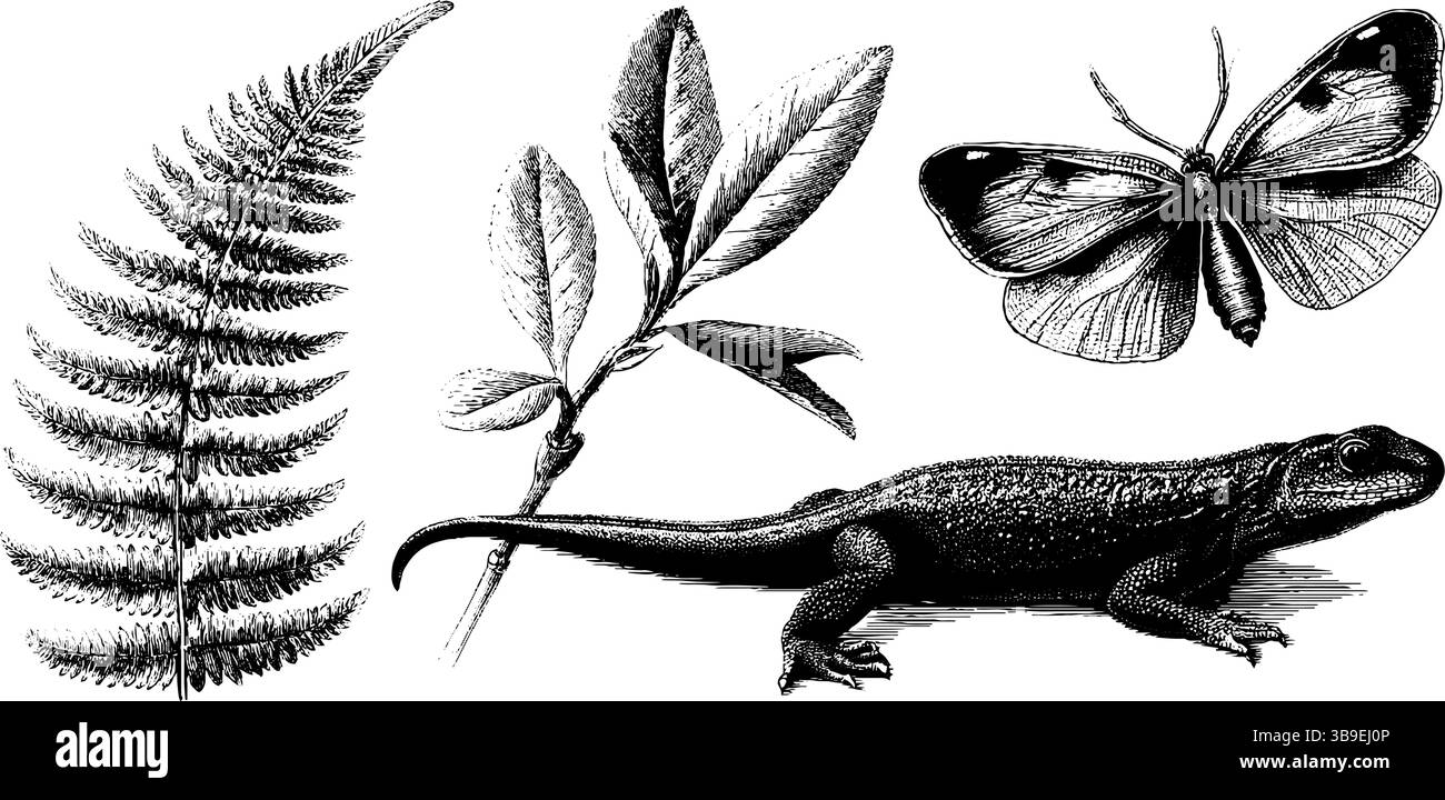 Collection gravée d'insectes et de plantes préhistoriques pour la conception historique. Illustration de Vecteur