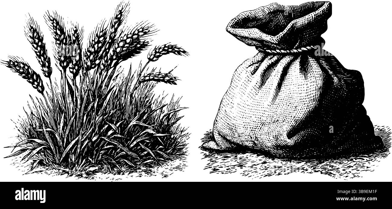 Illustration gravée de plantes de blé et sac de grain pour la conception vintage. Illustration de Vecteur
