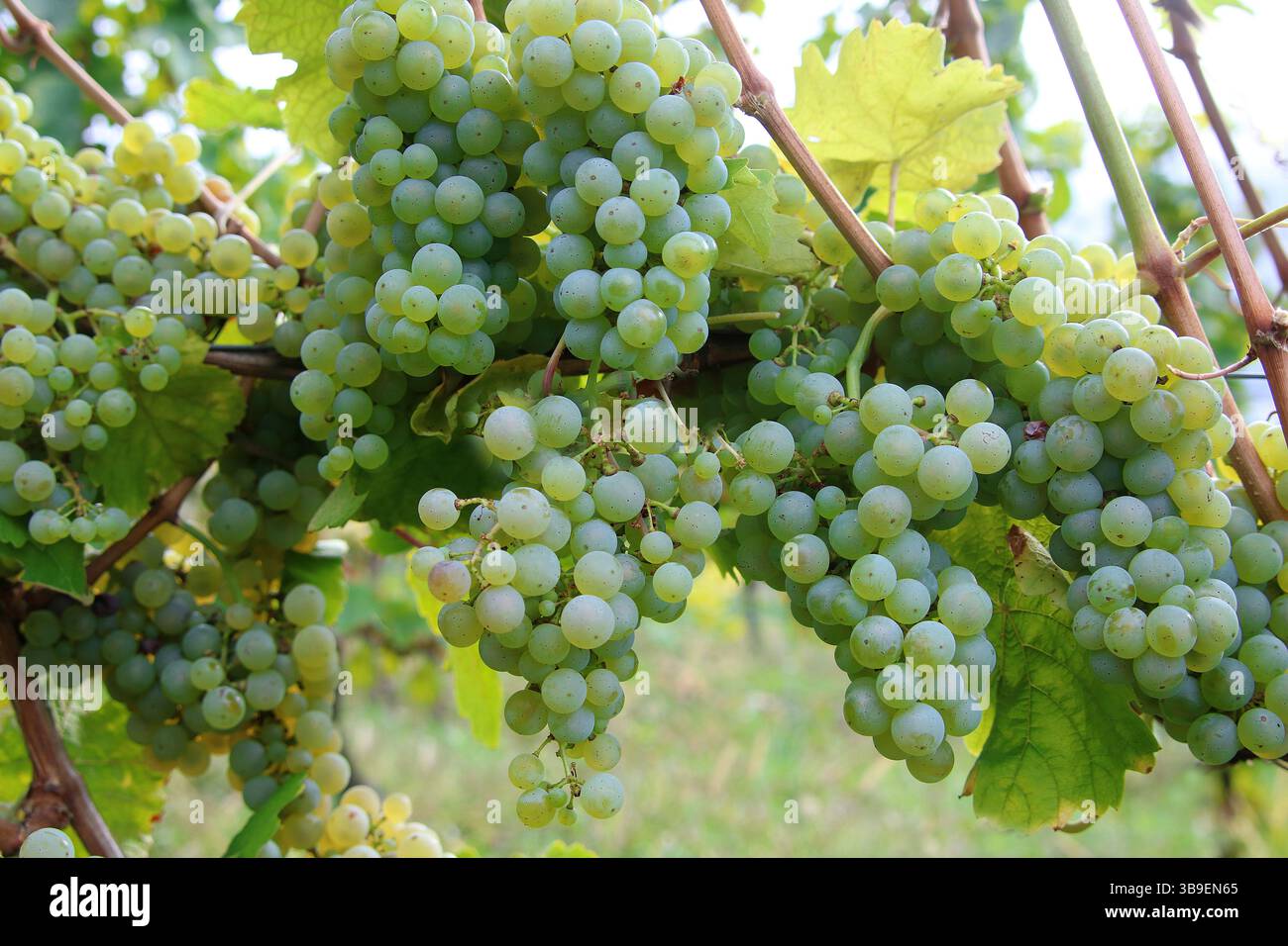Récolte abondante de raisin Banque D'Images