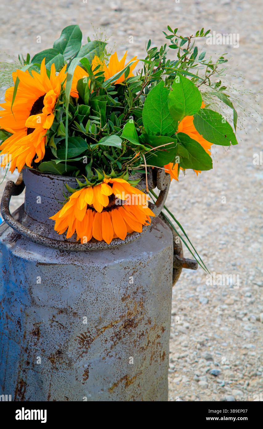 Plusieurs tournesols dans un pot à lait émaillé pour la décoration Banque D'Images