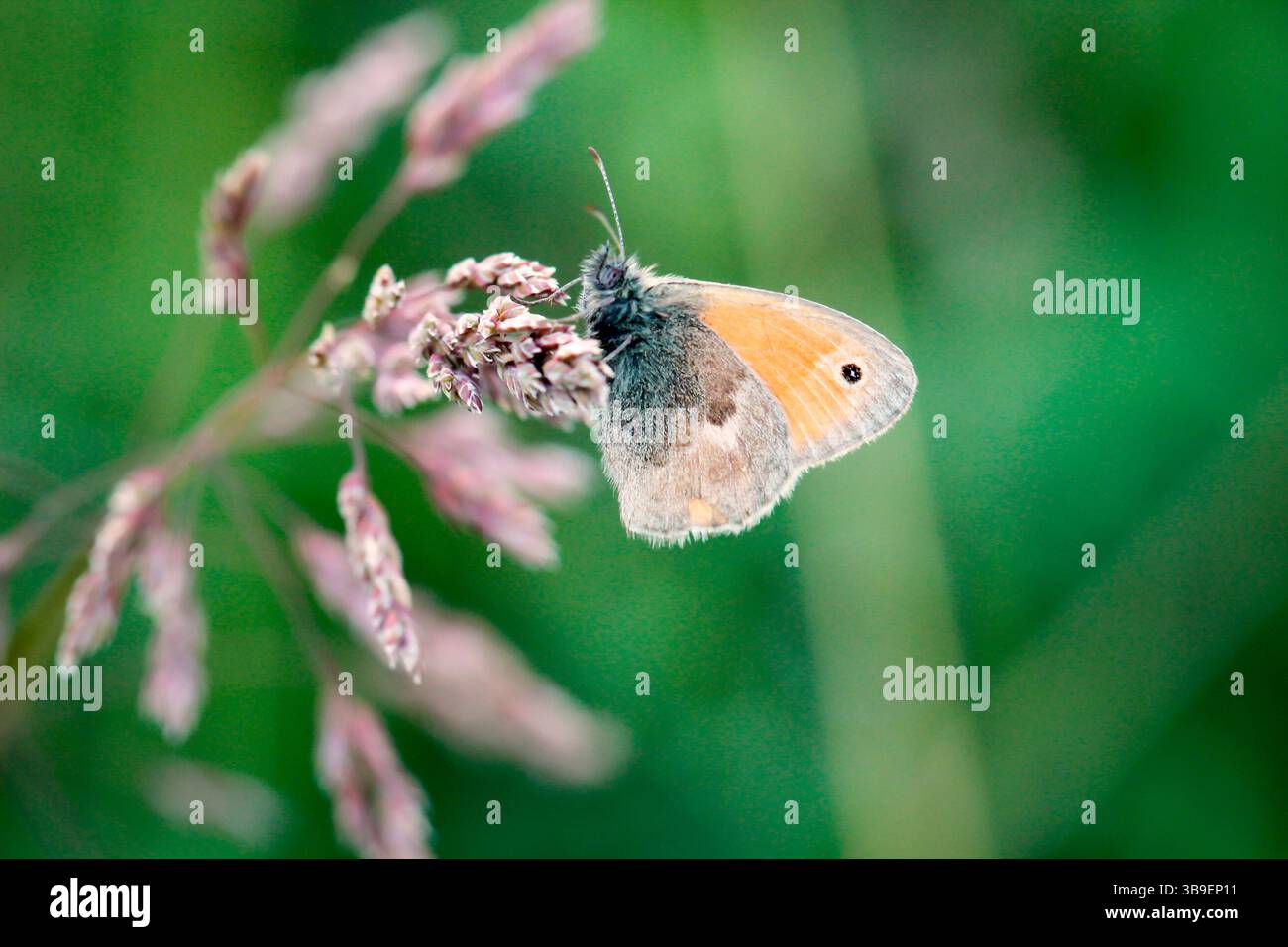 Un oiseau de prairie sur une plante d'herbe Banque D'Images
