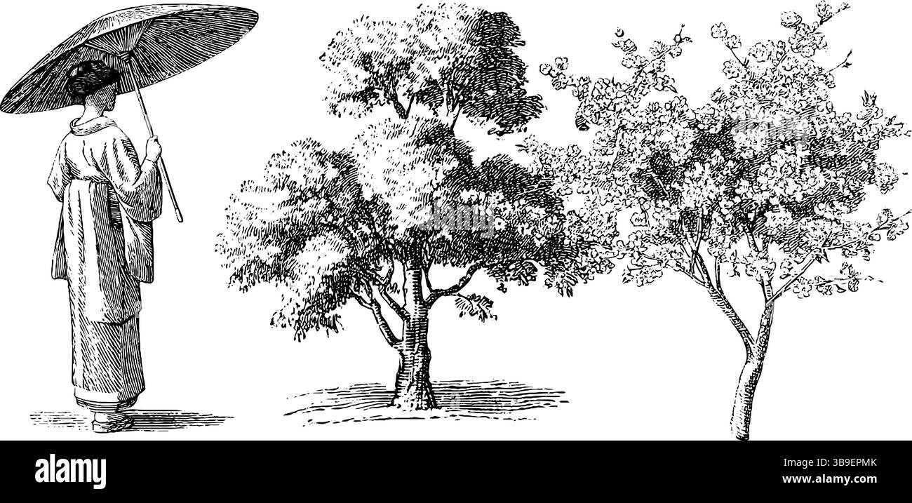 Mariée japonaise traditionnelle avec parapluie et sakura gravure d'arbres pour des estampes culturelles. Illustration de Vecteur