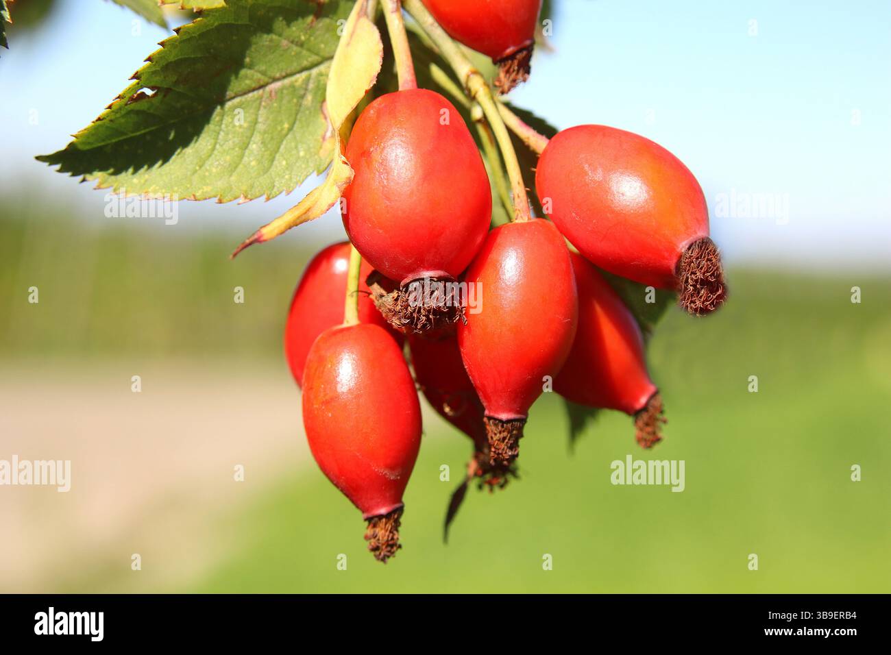 Les hanches roses sont riches en vitamines Banque D'Images