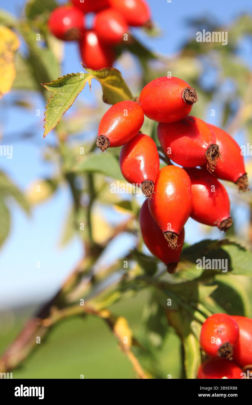 Les hanches roses sont riches en vitamines Banque D'Images