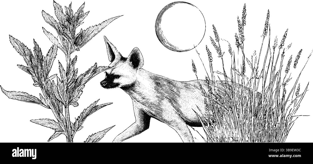 Art gravé de la faune mettant en vedette le loup d'aardwolf au milieu de l'herbe et des plantes sous le clair de lune. Illustration de Vecteur