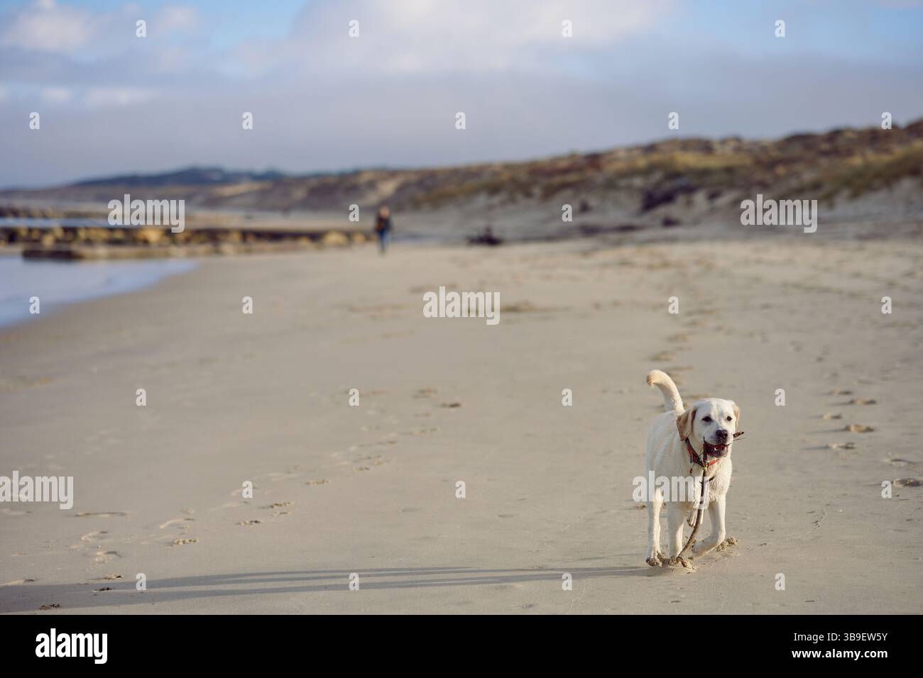 Labrador blond courant vers la caméra sur la plage Banque D'Images