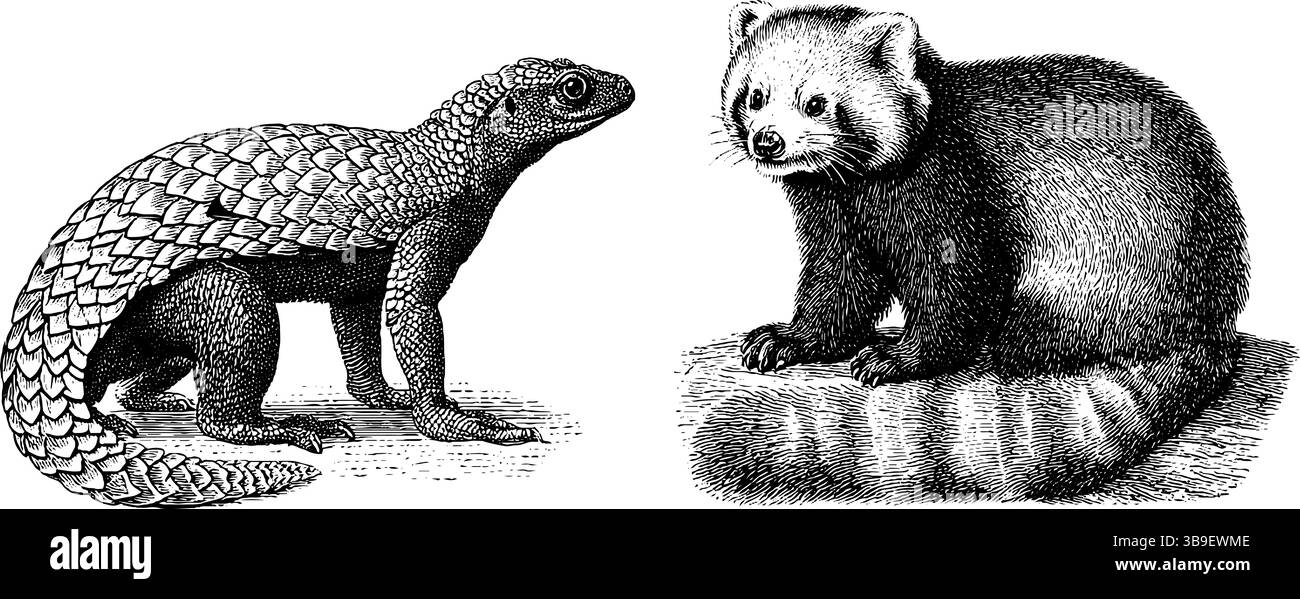 Gravure complexe de pangolin et de lémurien pour la nature et la faune Illustration de Vecteur