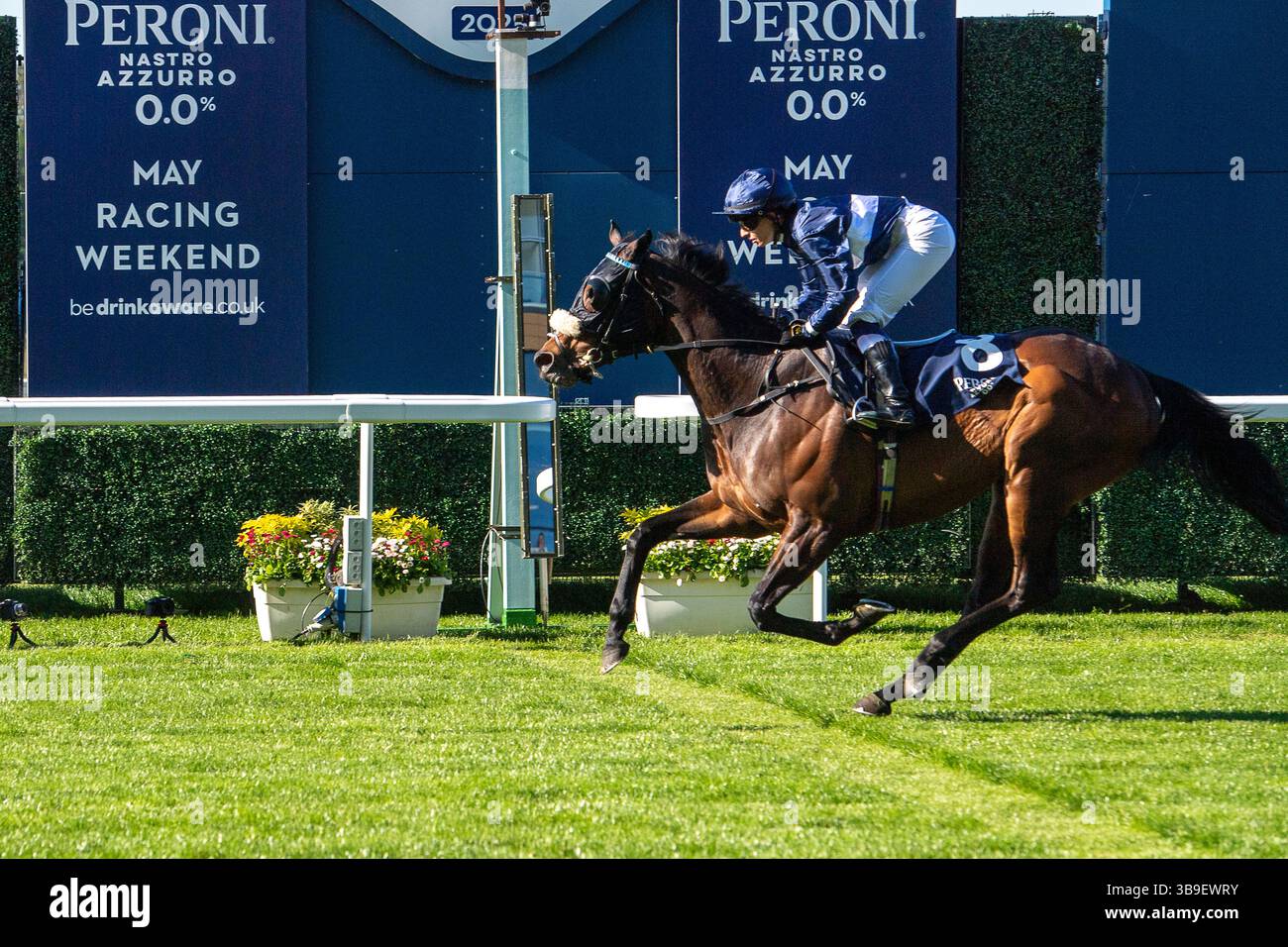 Ascot, Royaume-Uni. 9 mai 2025. Horse Toby Tops monté par le jockey Morgan Cole remporte le Peroni Nastro Azzurro 0,0% Apprentice handicap Stakes, Class 4, GBBPlus Race à Ascot Racecourse dans le Berkshire au Peroni Nastro Azzurro 0,0% Friday Raceday. Propriétaire M. Paul Goonan, entraîneur Dylan Cunha, Newmarket, éleveur Curie Monceaux/Rifa Mustang. Crédit : Maureen McLean/Alamy Live News Banque D'Images