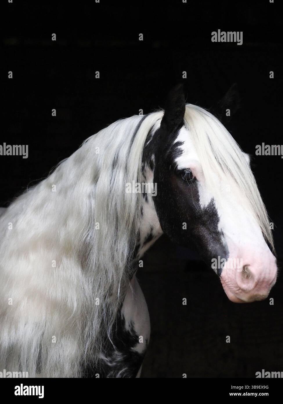 Photo de tête d'un joli cheval piebald avec une longue crinière. Banque D'Images