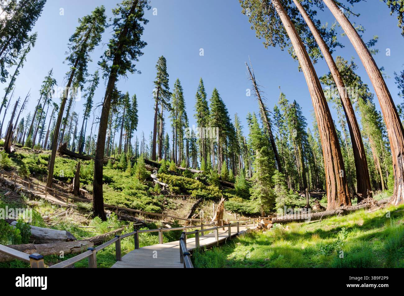Avec fisheye dans la forêt de Sequoia Banque D'Images