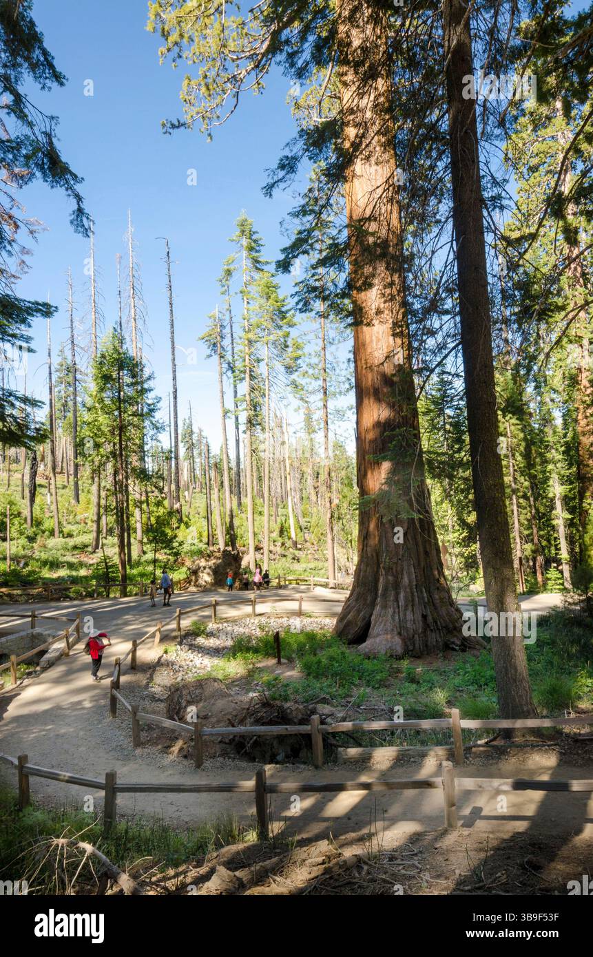 Promenade ronde à travers la forêt de Sequoia à Mariposa Grove Banque D'Images