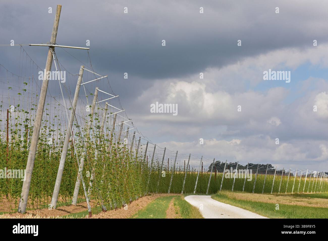 Nuages gris au-dessus d'un jardin de houblon dans la région de Holledau Banque D'Images