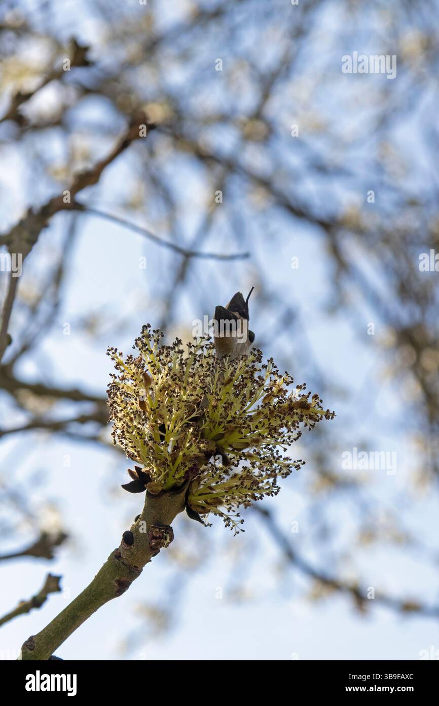 Orme (Ulmus) Bud, jardin, Anne Hathaway's Cottage, Shottery, Stratford-upon-Avon, Warwickshire, Angleterre, Grande-Bretagne Banque D'Images
