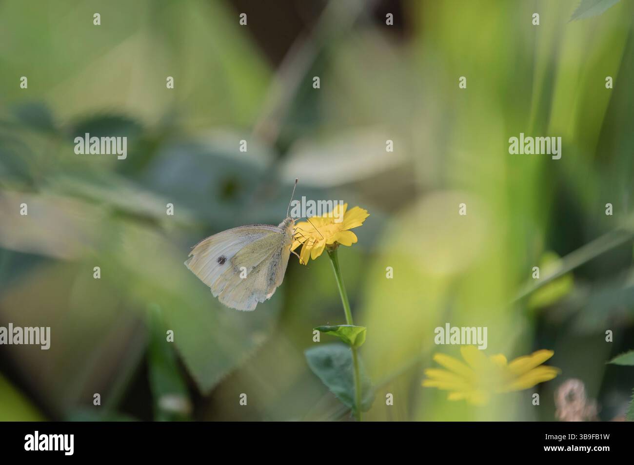 Papillon blanc chou sur un souci Banque D'Images