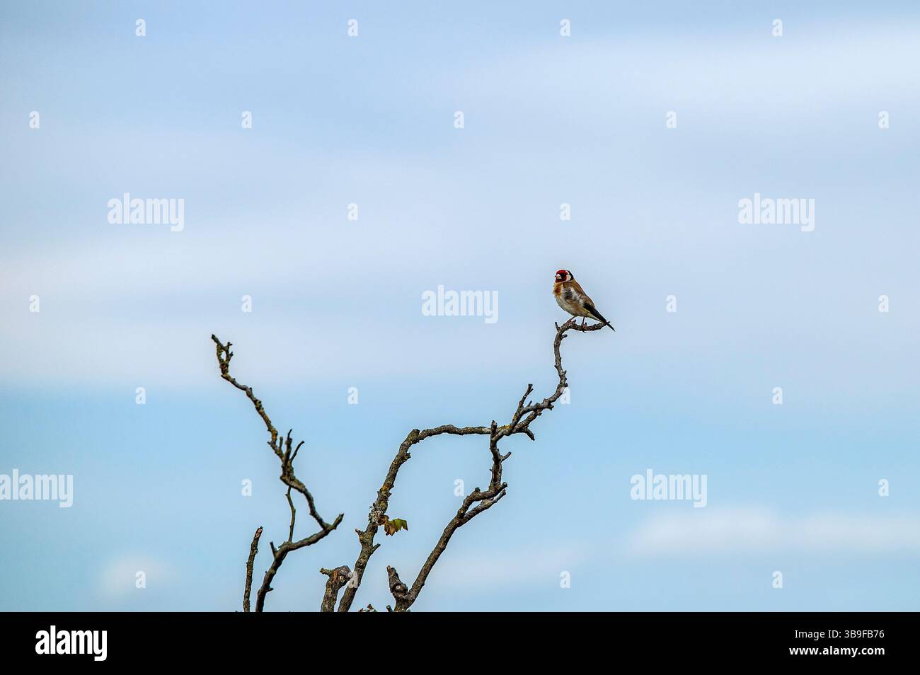 Goldfinch dans les branches Banque D'Images