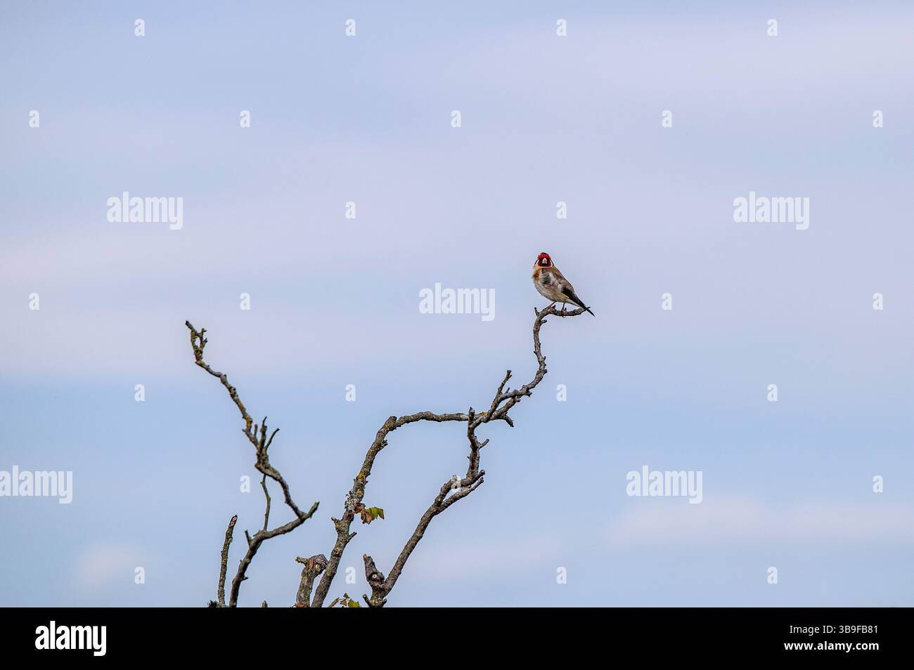 Goldfinch dans les branches Banque D'Images