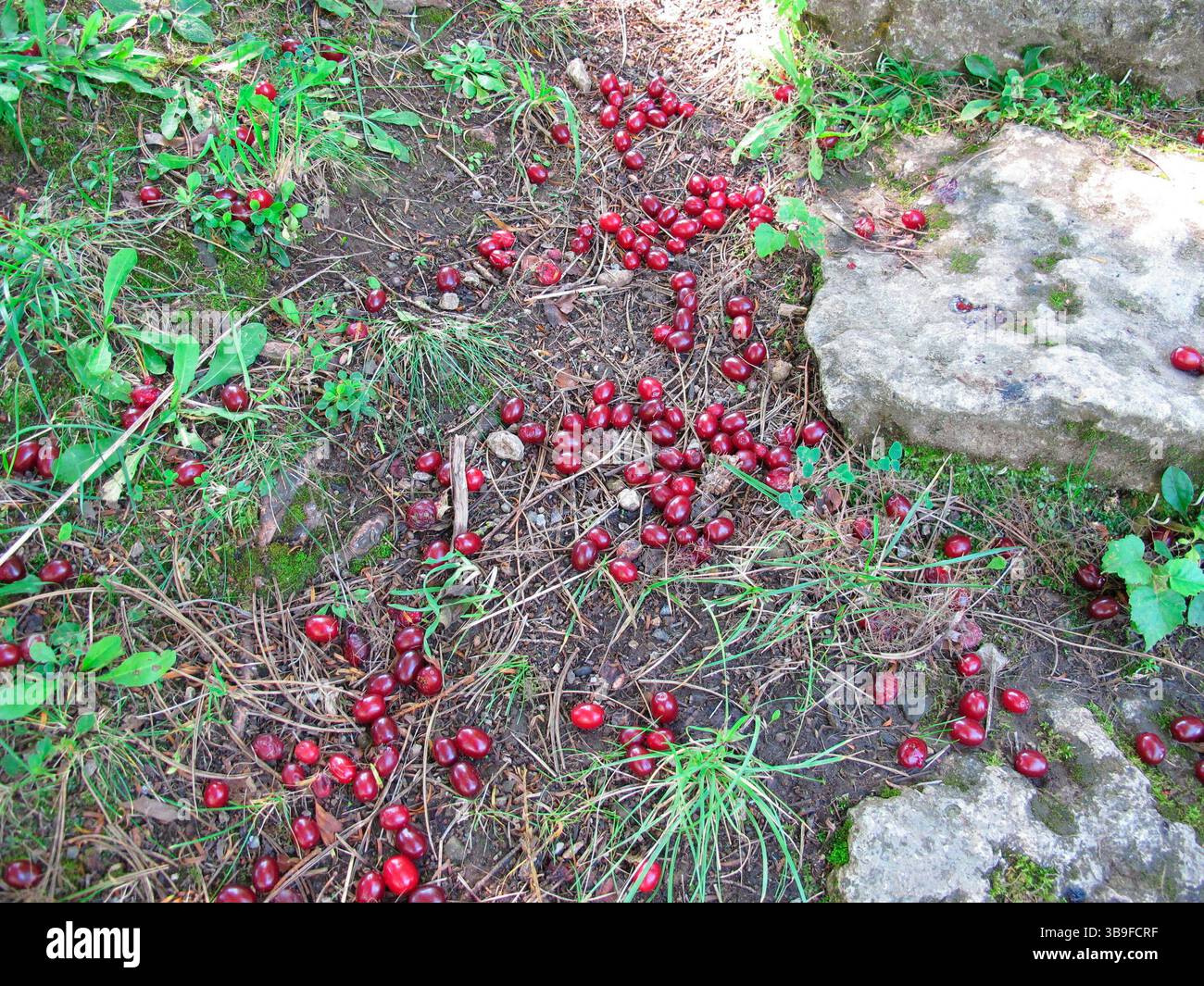 Cerises cornéennes mûres tombées de l'arbre au sol Banque D'Images