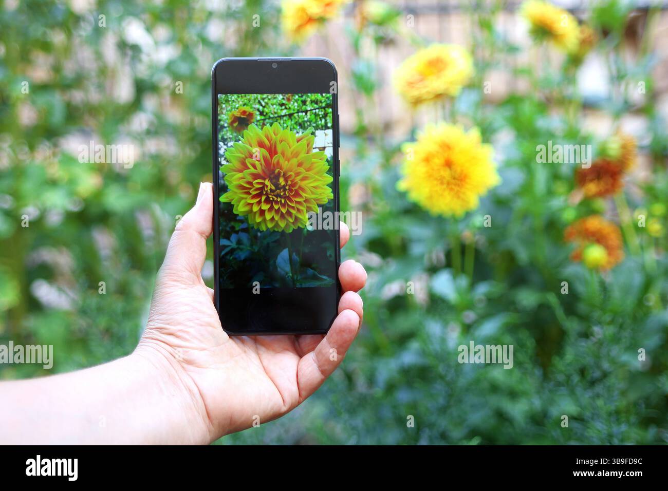 Femme prenant une photo d'une fleur avec un téléphone portable Banque D'Images