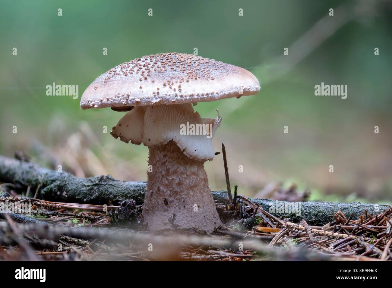 Champignon perle, Amanita rubescens Banque D'Images