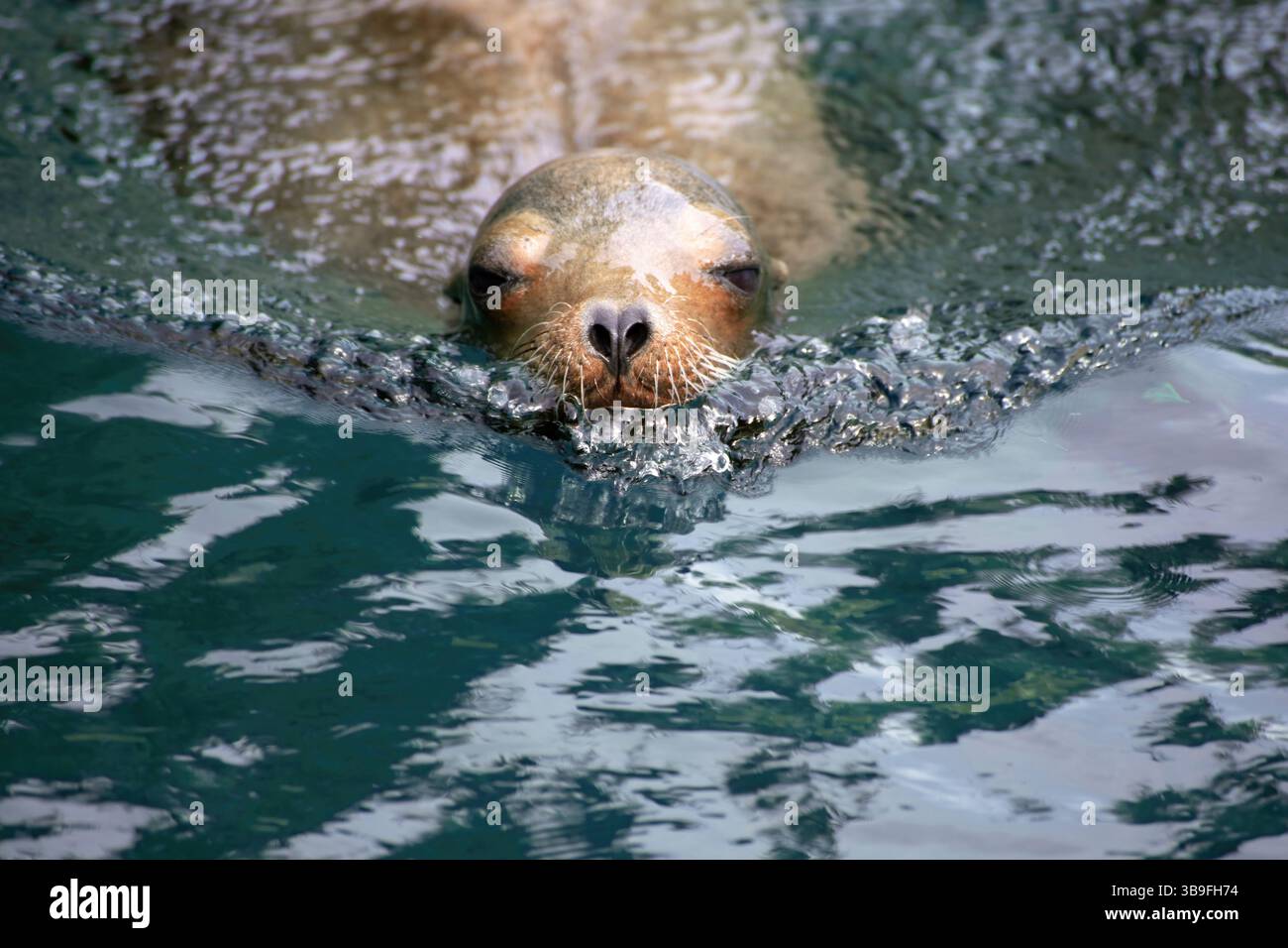 Portrait d'un phoque nageant dans l'eau bleu vert Banque D'Images