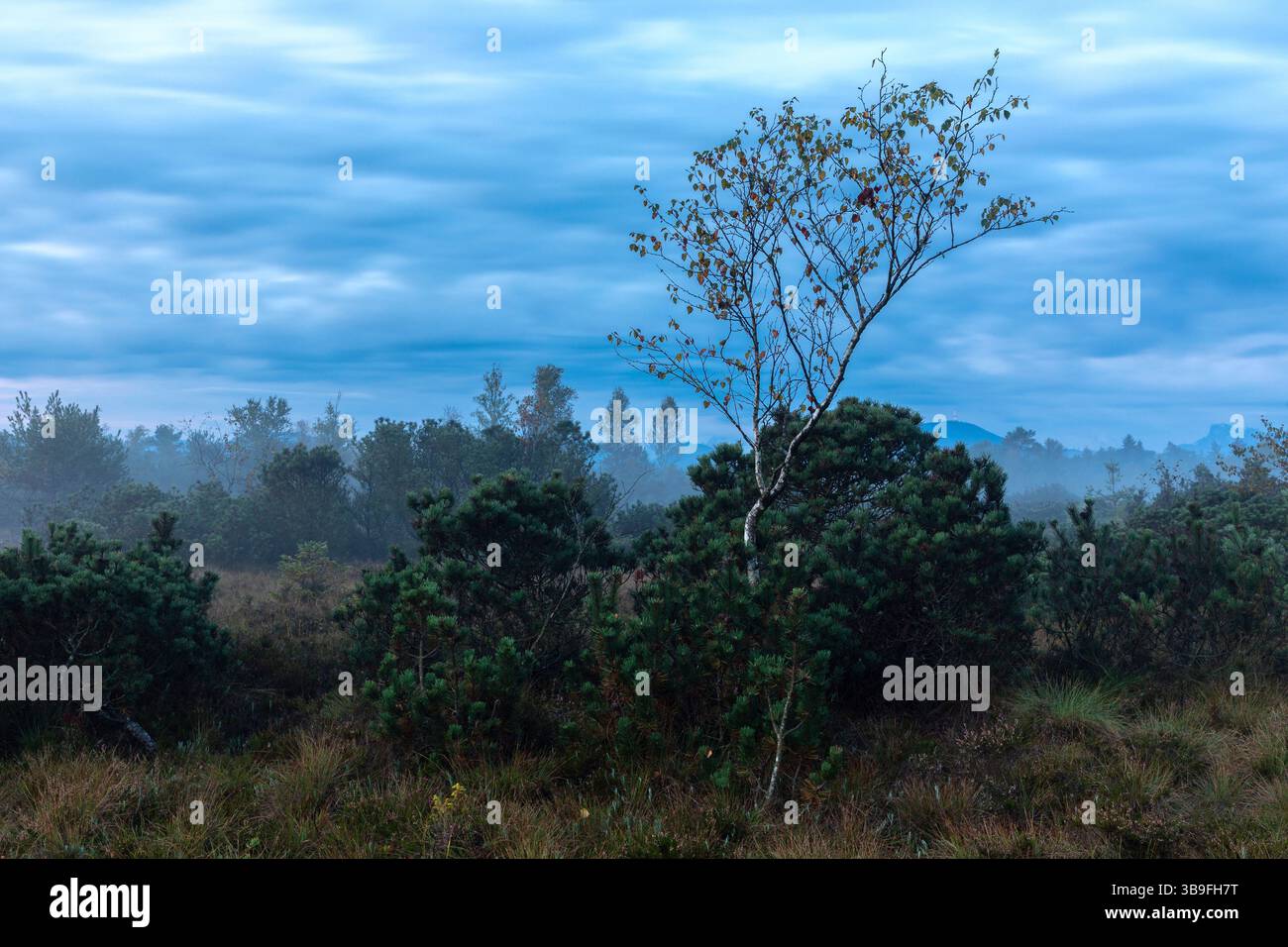 Aube brumeuse dans le Wenger Moor, une tourbière surélevée dans la terre de Salzburger, Autriche Banque D'Images