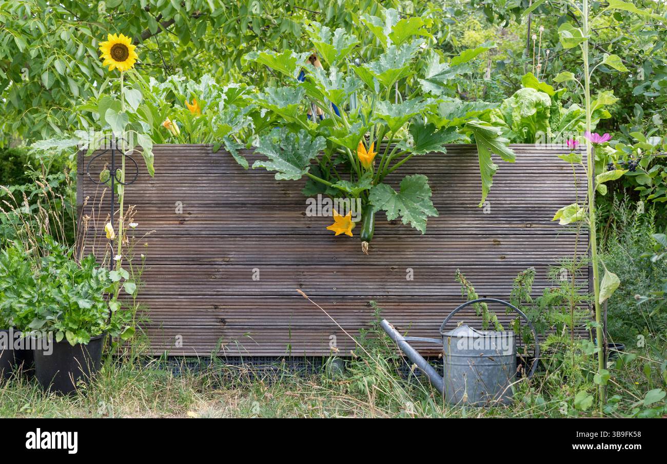 Lit surélevé dans le jardin avec des légumes, des herbes et des fleurs Banque D'Images