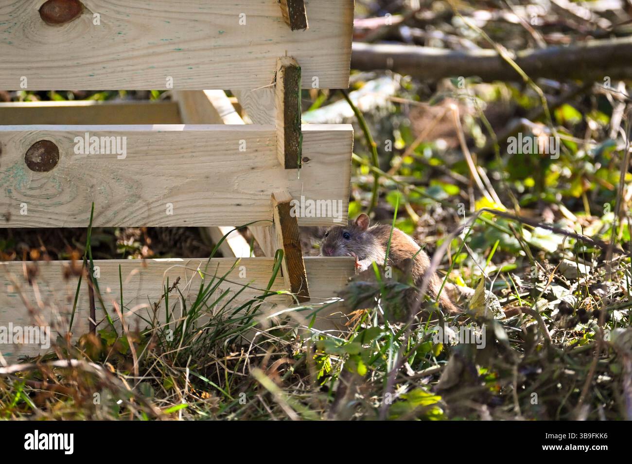 Rat sauvage grimpant dans le compost Banque D'Images
