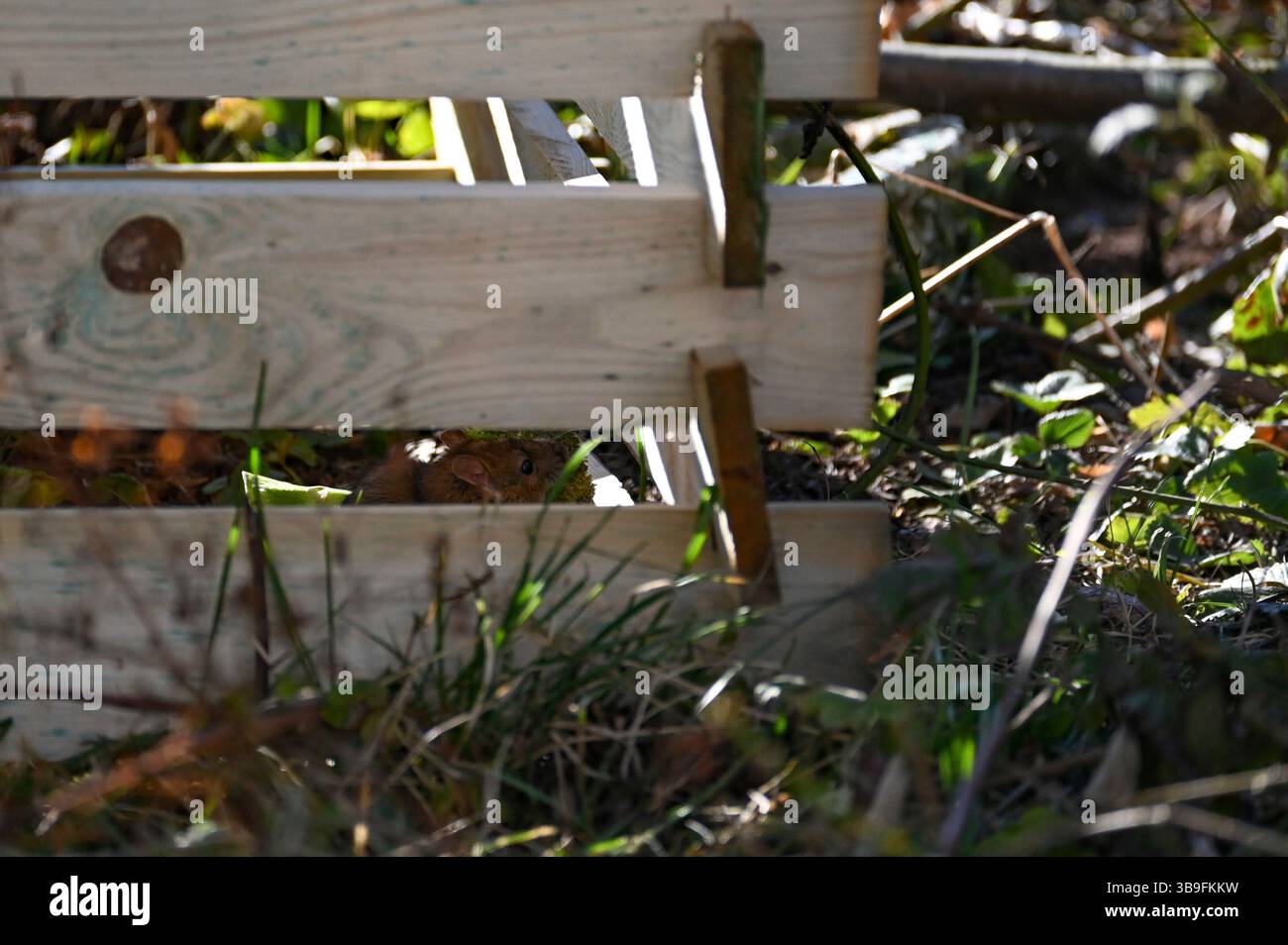 Rat sauvage assis mangeant dans le compost Banque D'Images