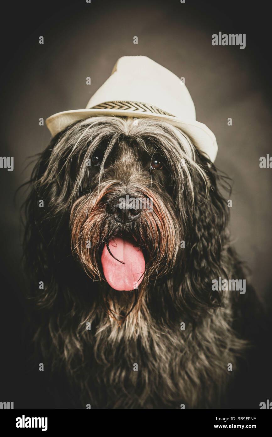Chien de troupeau hollandais, portrait, dans le studio sur un fond sombre avec un chapeau de couleur claire sur sa tête. Banque D'Images
