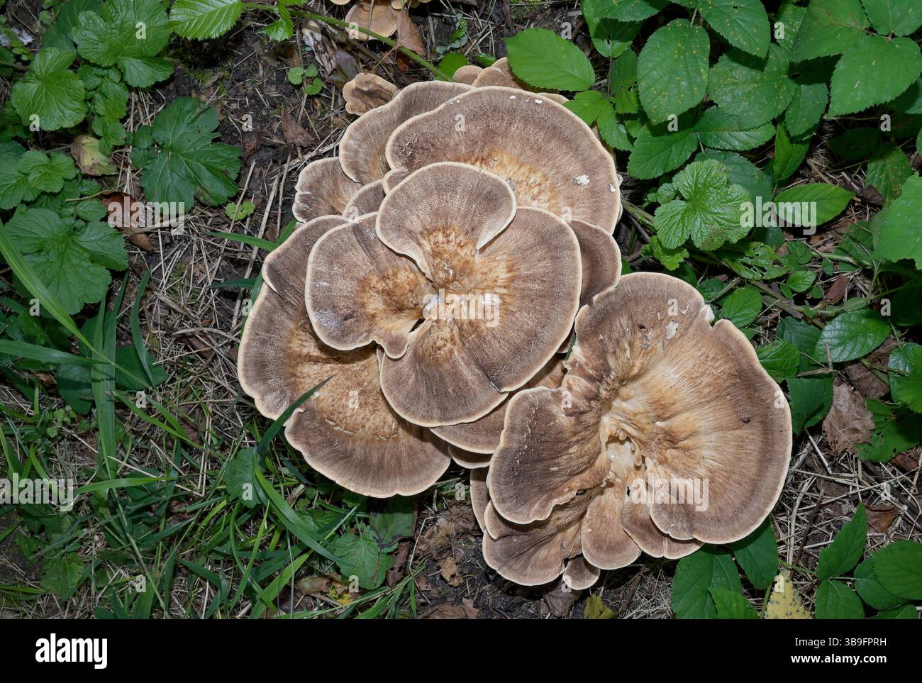 Champignon polypore géant resp. Meripilus giganteus en forêt Banque D'Images