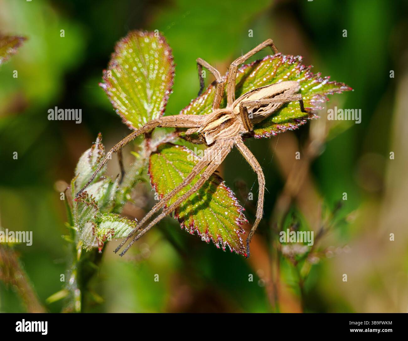 Nurseryweb Spider Pisaura mirabilis bain de soleil avec les jambes tendues sur le bramble à Rodborough Common dans le Gloucestershire Cotswolds Royaume-Uni Banque D'Images