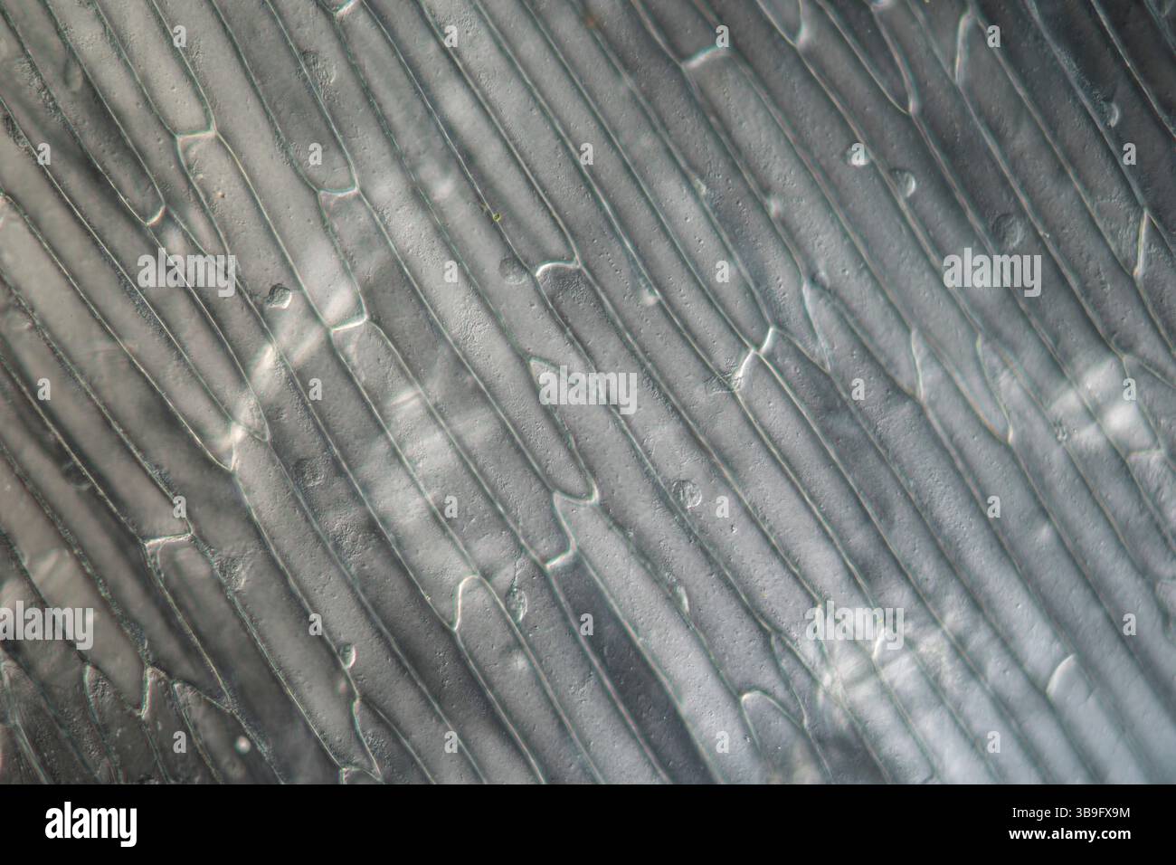 Peau d'oignon avec cellules végétales sous le microscope Banque D'Images