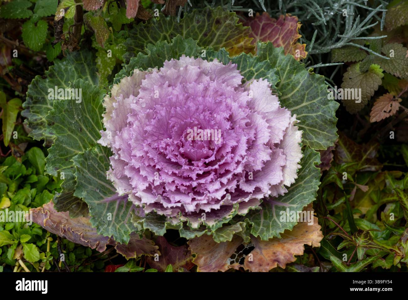 Allemagne, Bavière, chou ornemental bleu avec gouttelettes d'eau, chou végétal, Brassica oleracea Banque D'Images