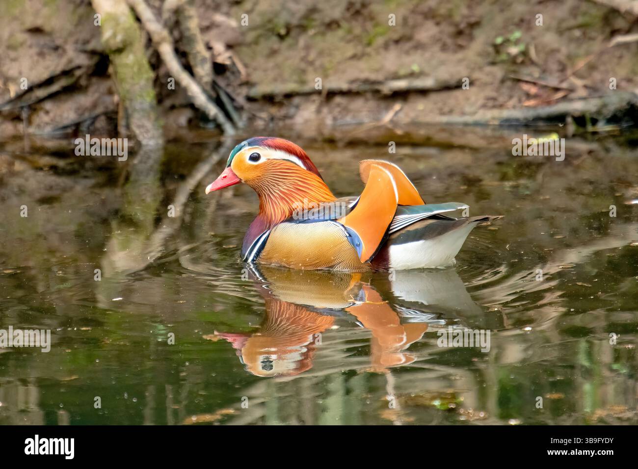 Canard mandarin, Aix galericulata, baignade dans un lac Banque D'Images