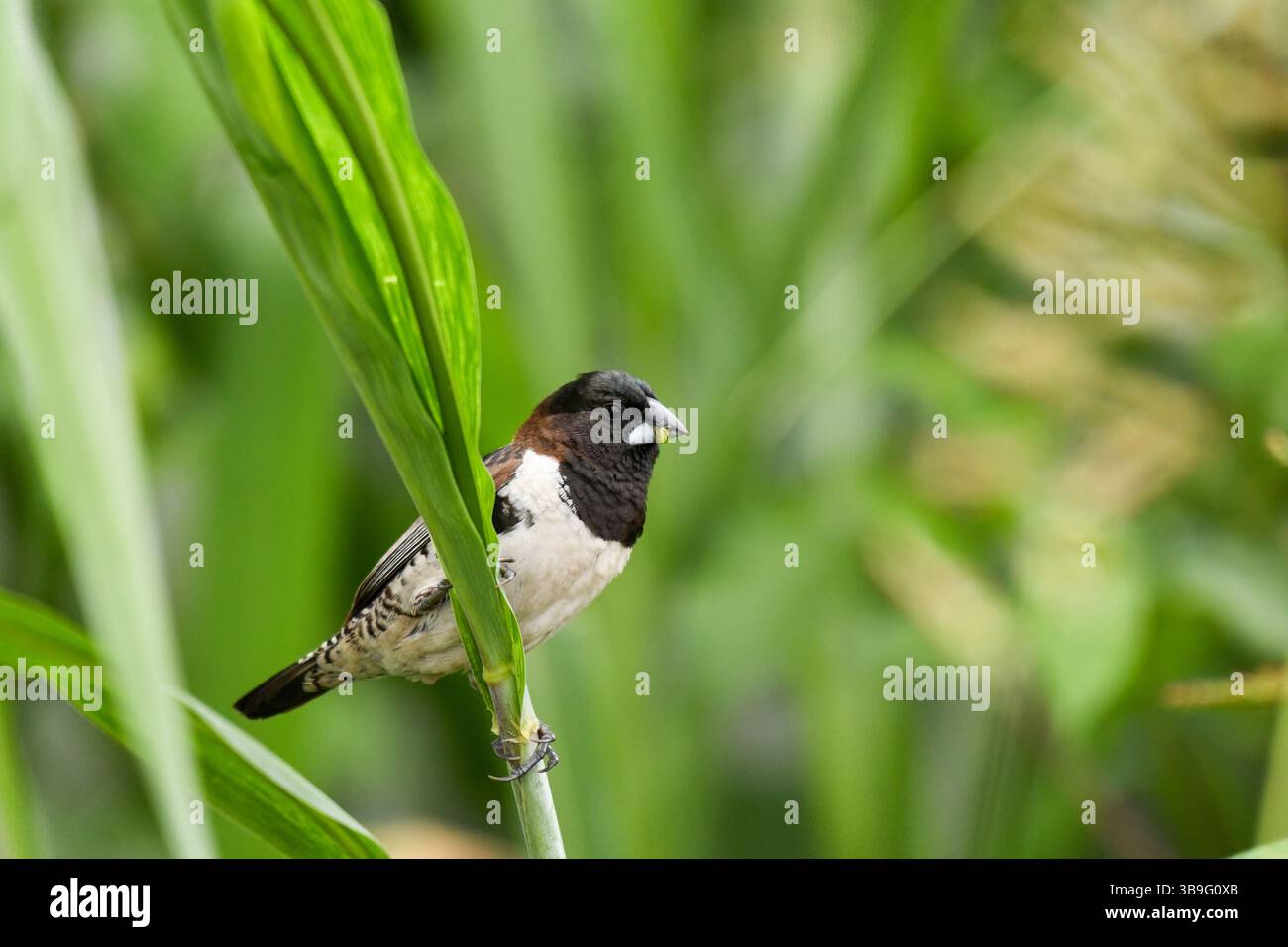 Mannikin en bronze (Spermestes cucullata) debout sur la branche à Douala, Cameroun Banque D'Images