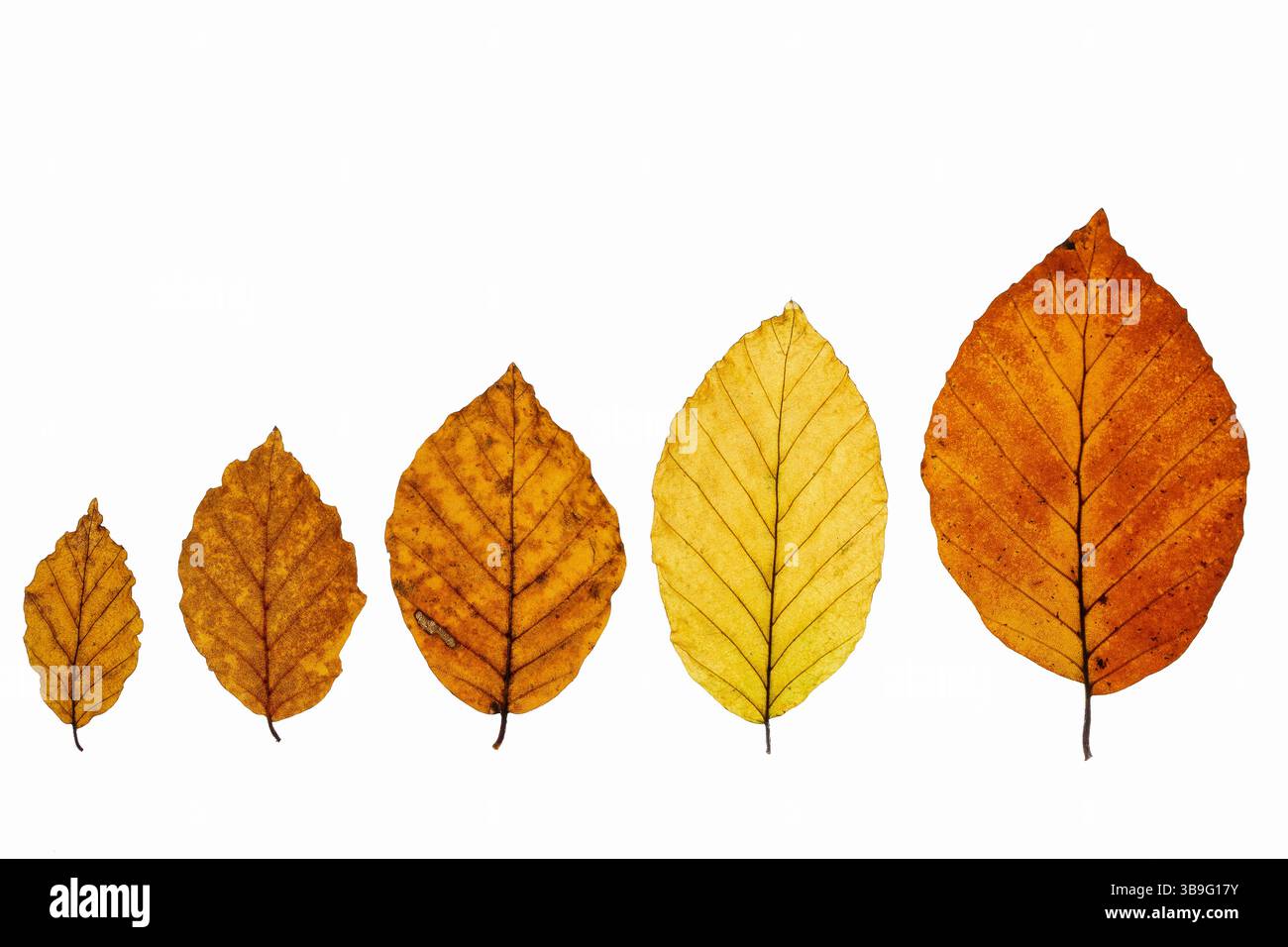Feuilles de hêtre (Fagus) avec coloration automnale et espace texte Banque D'Images