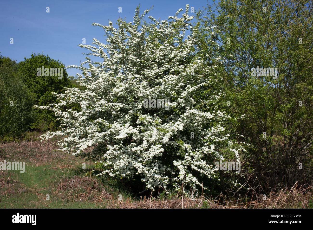 Un aubépine, Crataegus monogyna, en pleine floraison à la fin du printemps. Angleterre. ROYAUME-UNI Banque D'Images