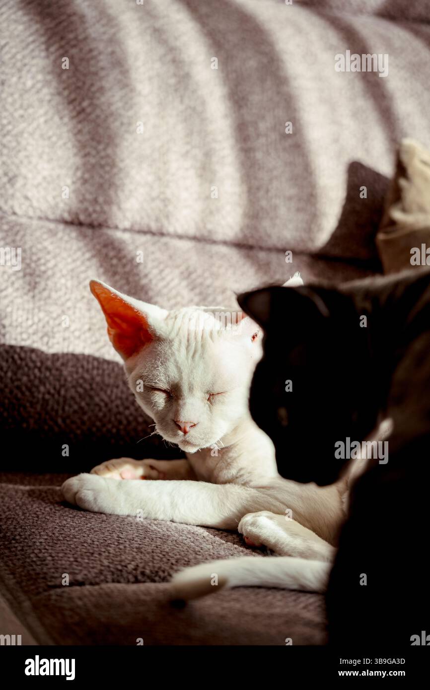 Une scène sereine avec deux chats devon rex se prélassant au soleil sur un canapé. Le chat blanc est au point, les yeux fermés, tandis que le chat foncé est flou, c Banque D'Images