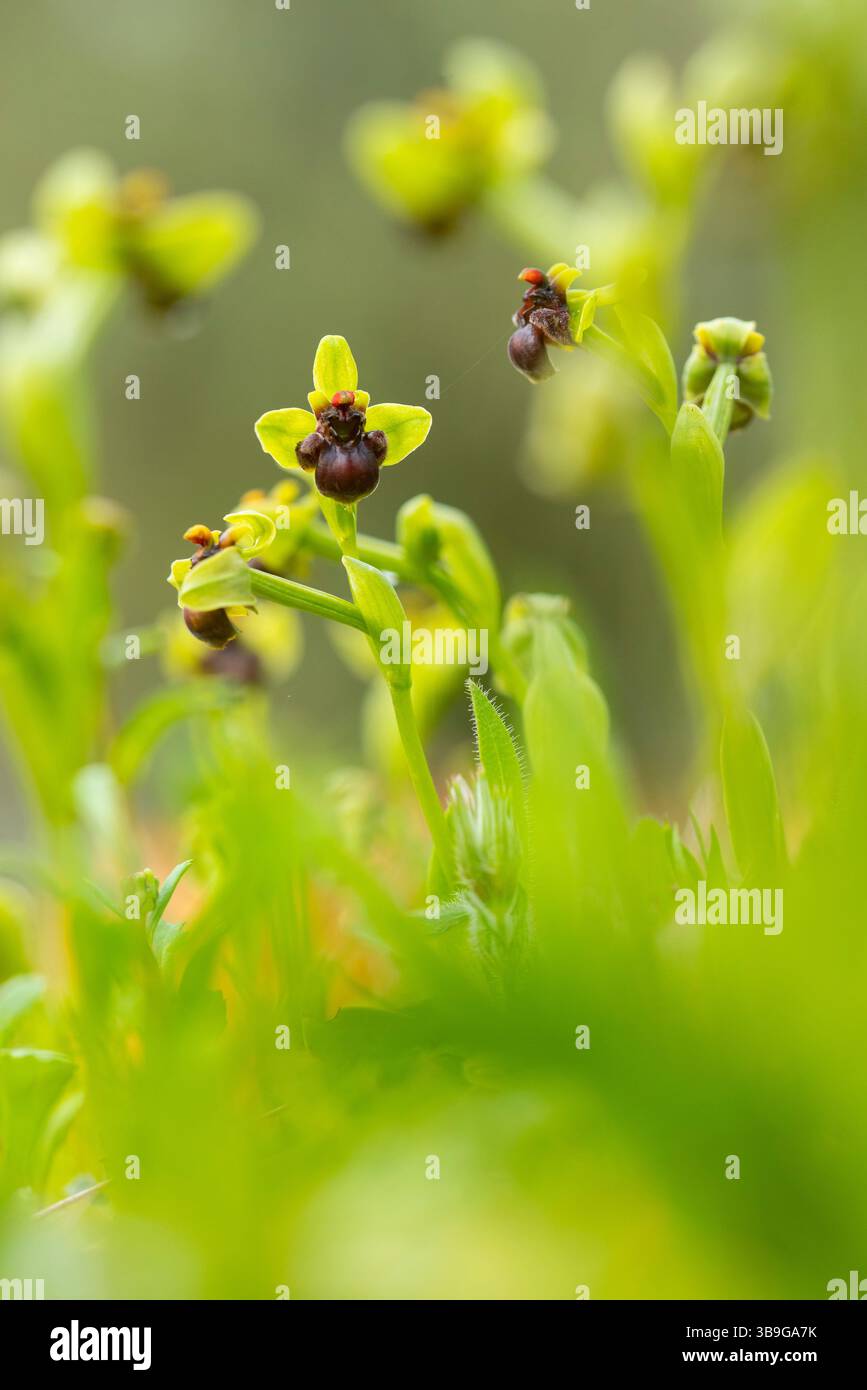 Vue rapprochée d'orchidées andalouses rares, présentant des teintes vertes vibrantes et des marques brun foncé distinctives, prospérant dans leur environnement naturel. Banque D'Images