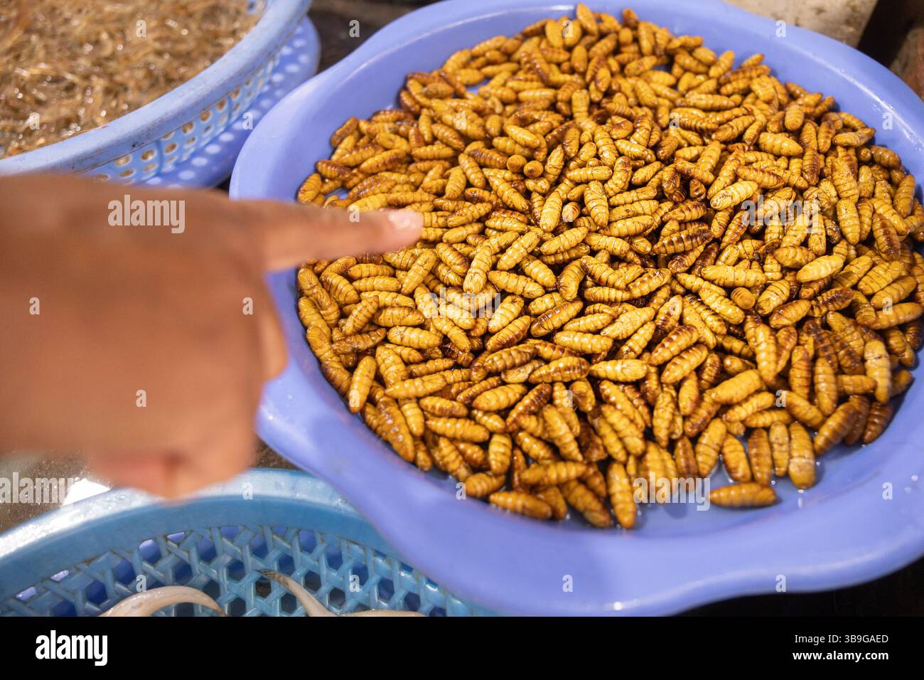 Un plateau bleu rempli d'insectes comestibles exposé sur un marché écologique vietnamien en plein air. Une main capte l'attention, montrant ces insectes comme un susta Banque D'Images