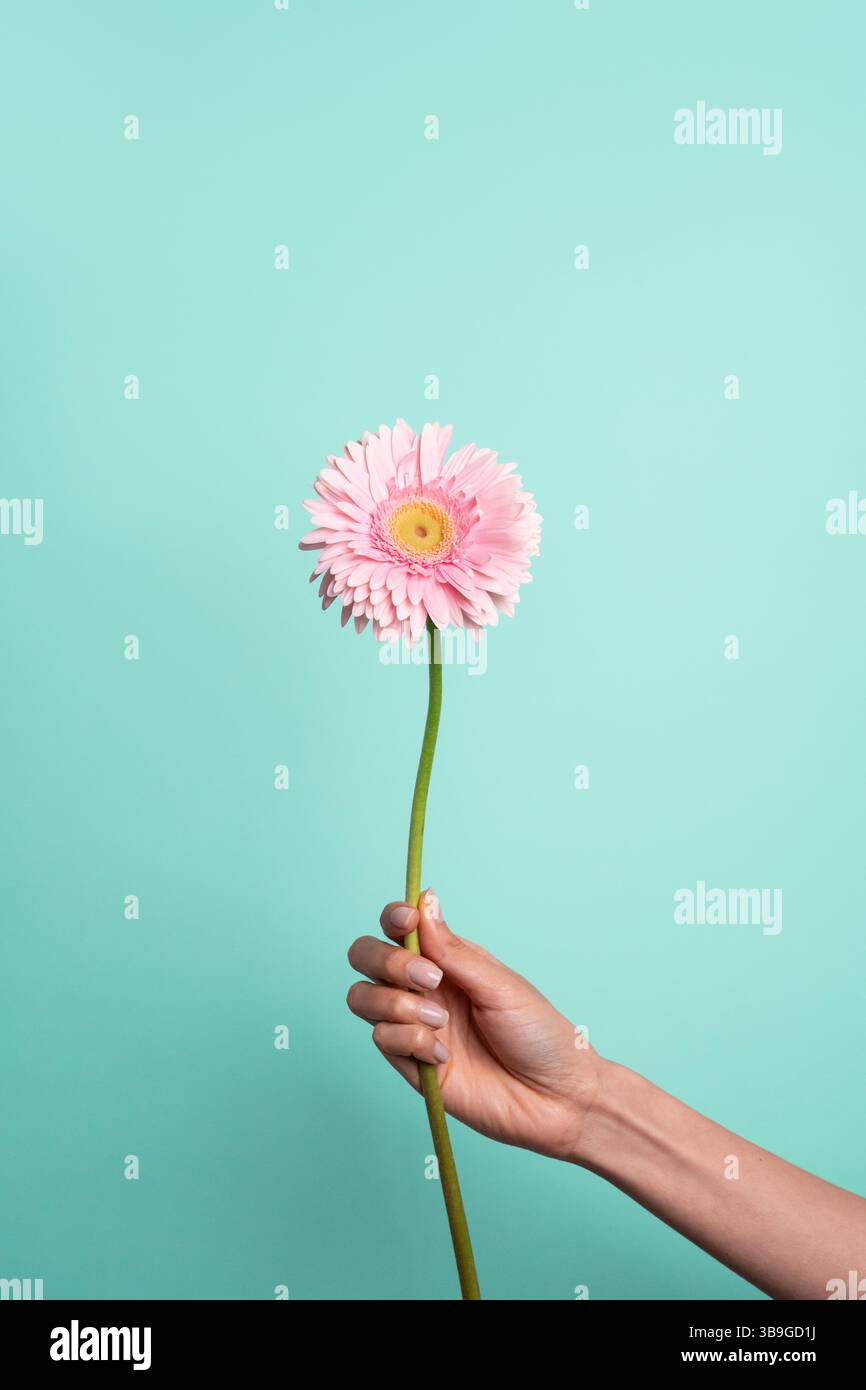 Une main tient délicatement une fleur rose éclatante sur un fond bleu clair Uni. La simplicité et le contraste créent un visuel frais et édifiant qui Banque D'Images
