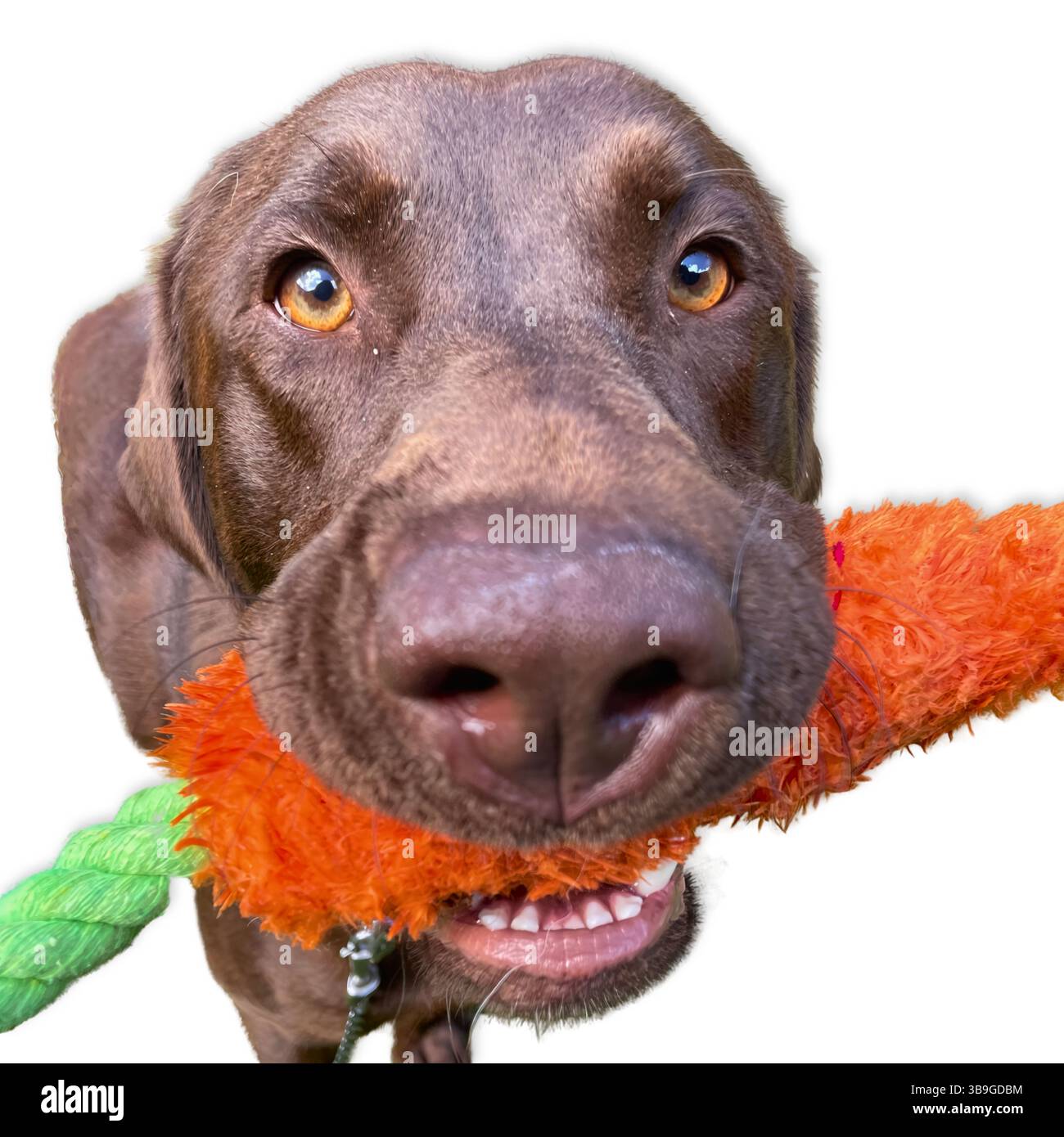Playtime Focus : un Labrador en chocolat saisit un jouet orange flou entre des dents blanches vives, les yeux enfermés dans l'excitation Banque D'Images