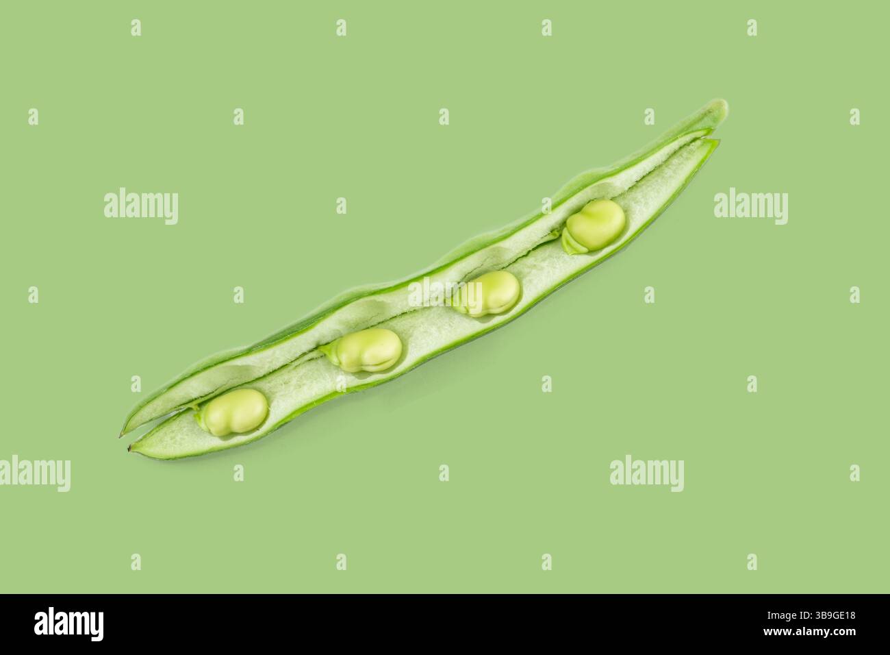 La dosette de fèves ouvertes affiche ses haricots verts éclatants sur un fond vert harmonieux Banque D'Images