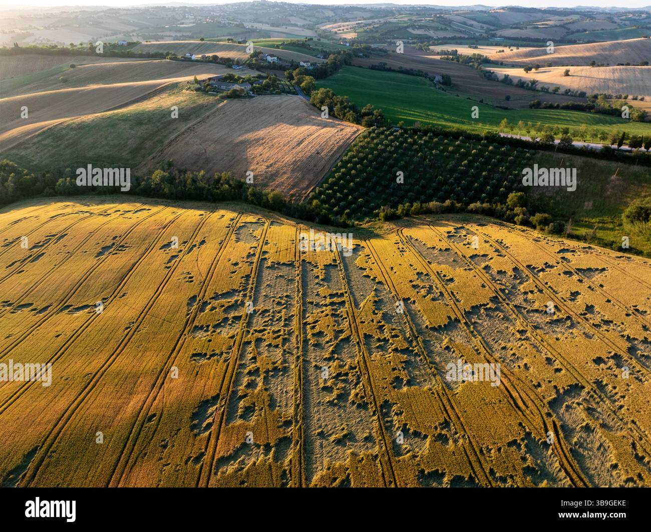 Une vue par drone sur la campagne de Macerata montrant un mélange de champs cultivés et de parcelles bordées d’arbres, mettant en évidence les textures des terres agricoles Banque D'Images