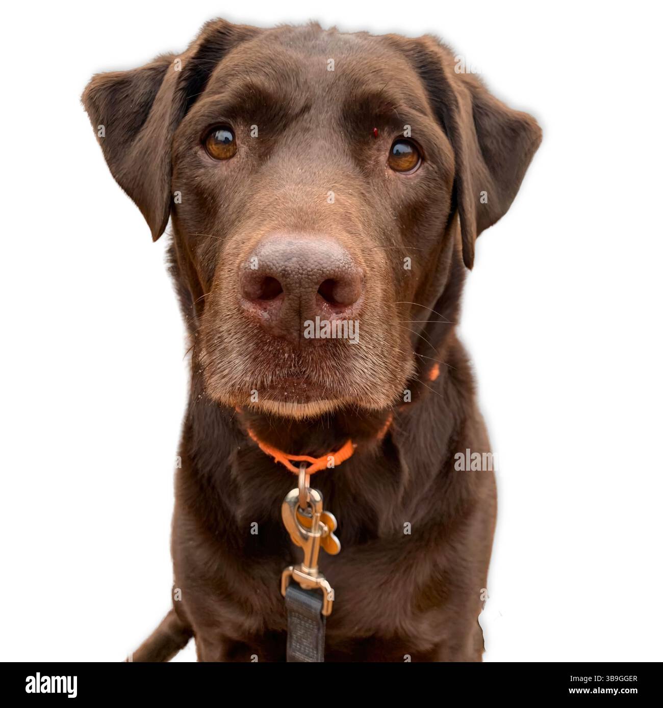 Chocolat Labrador Retriever avec un visage usé et expressif et des yeux brun doré regarde directement devant, capturé sur un fond blanc propre pour c Banque D'Images