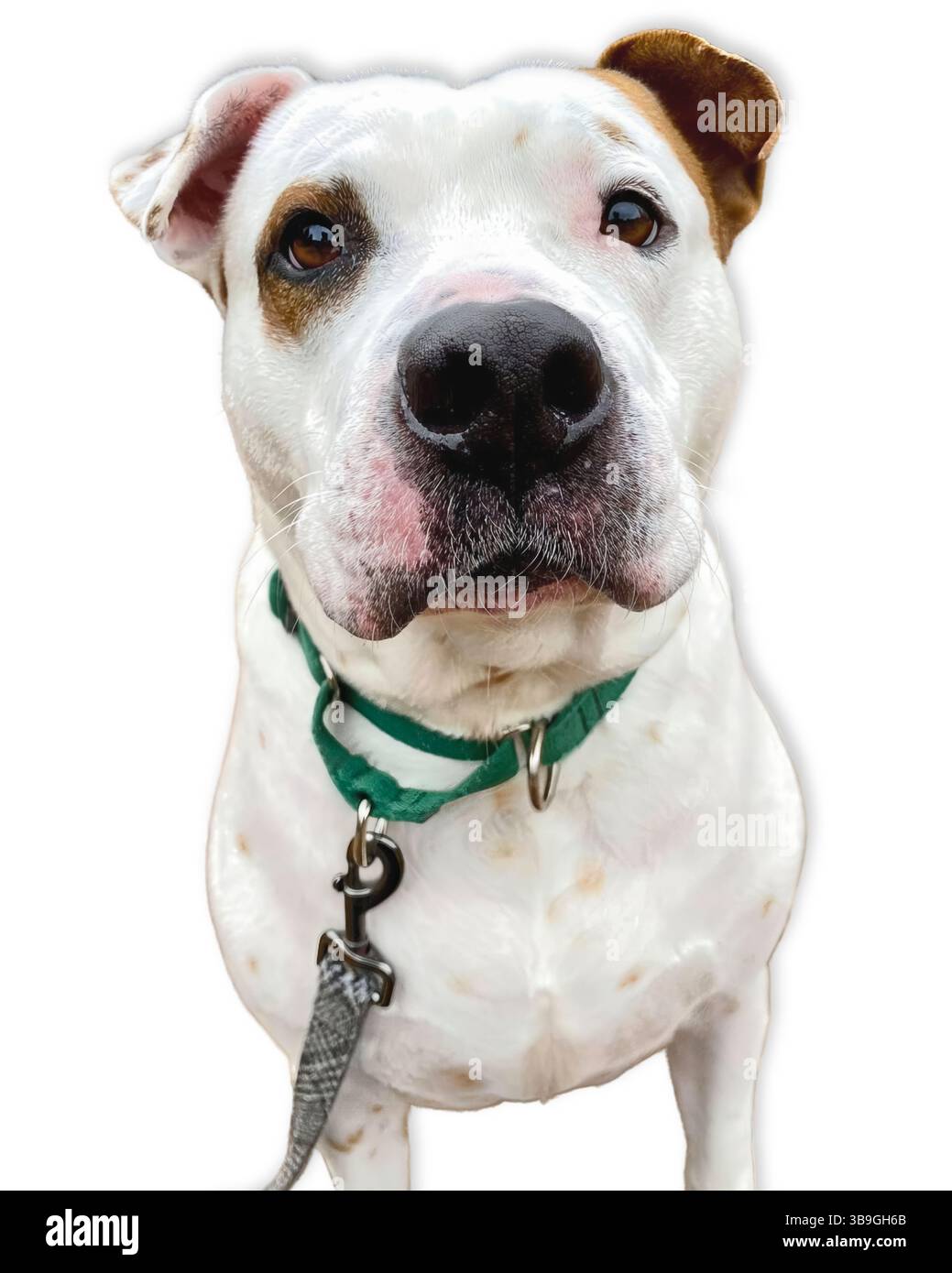 Regard focalisé : un mélange blanc de Bulldog américain avec une seule oreille brune regarde en avant avec intensité et douceur, parfaitement posé pour un portrait de sauvetage. Banque D'Images